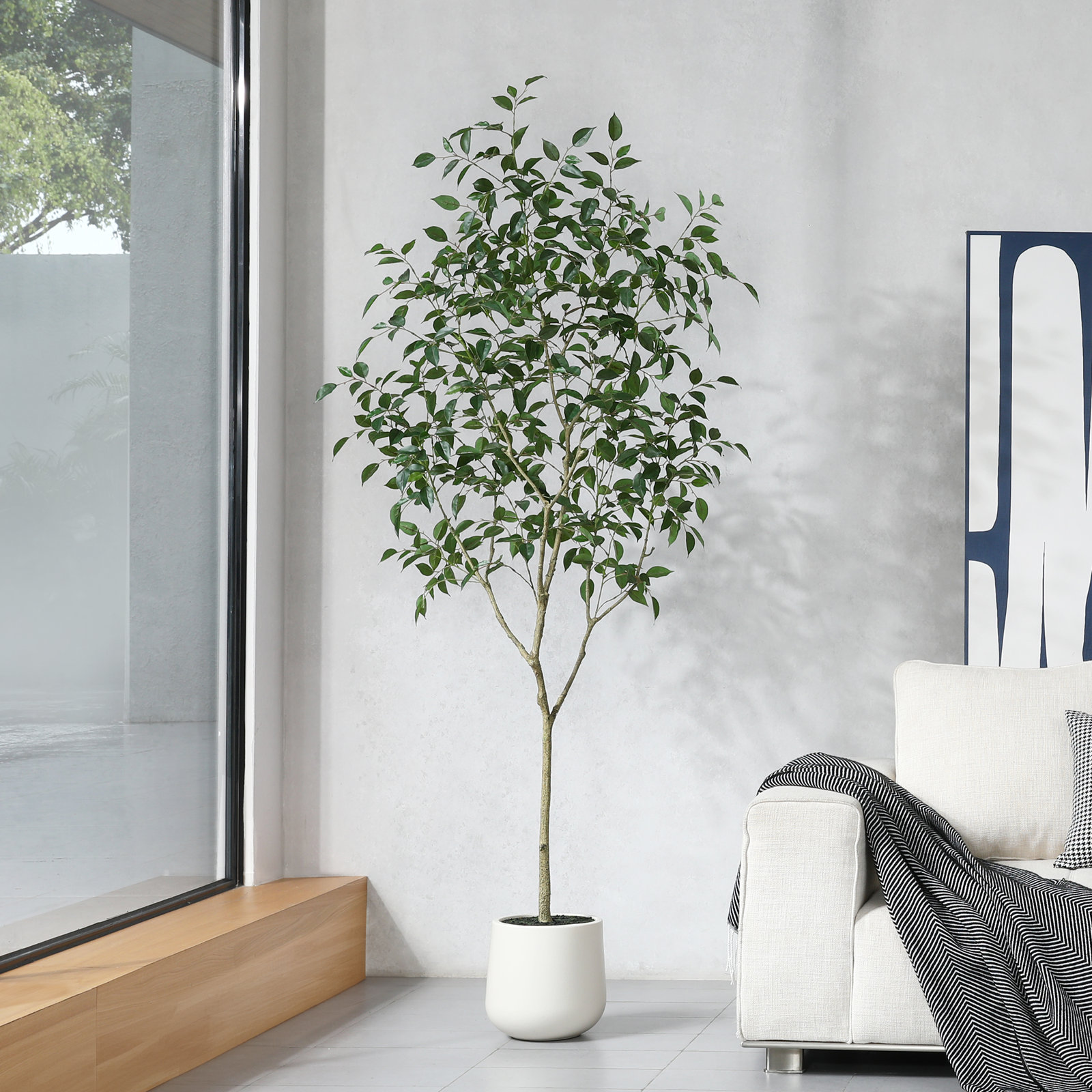 Anasta Ficus Tree in Pot, 84" H x 28" W x 28" D