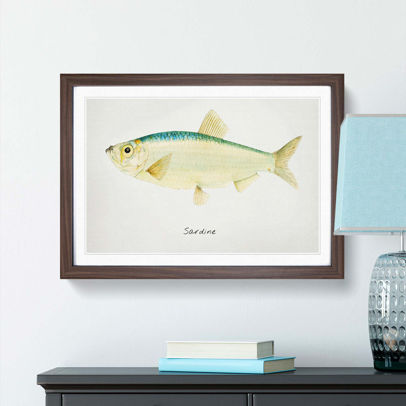 Illustration of a Sardine by F.E. Clarke - Picture Frame Painting Print, 48cm H x 65cm W x 2cm D, Walnut Framed
