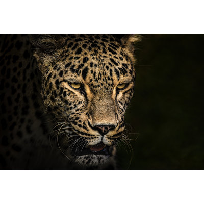 Portrait de léopard par Zocha_K
