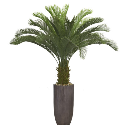 Panama Cycad Tree in Planter