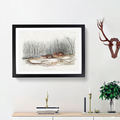 Meadow Mouse by J.W. Audubon - Picture Frame Painting Print