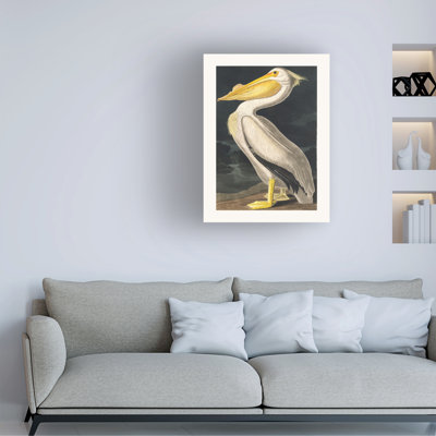 Pélican d'Amérique des oiseaux d'Amérique 1827