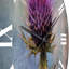 Horloge murale mauve et verte Thistle Whispers Plant IV-93379980
