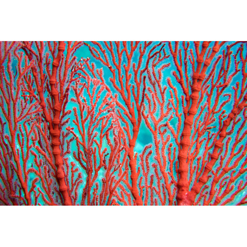 «Red Fan Coral Close Up» par Searsie, H 32 po x l 48 po