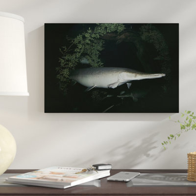 " Alligator Gar "