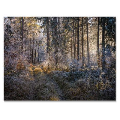 " Forest Trees In Winter "