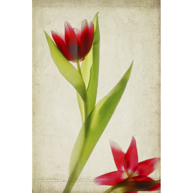 Parchment Flowers II - Wrapped Canvas Print, 46cm H x 30cm W