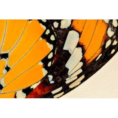 Butterfly Wing - Wrapped Canvas Print