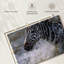 Brampt Zebra Splash-107850503