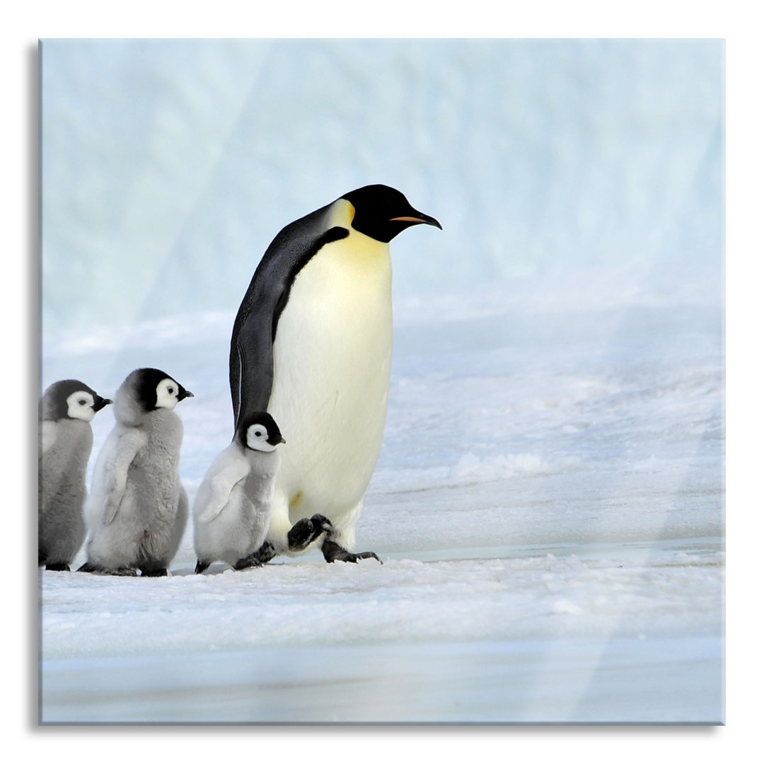 Glasbild Quadratisch | Wandbild Auf Echtglas | Kaiserpinguine Im Schnee |  Inkl. Aufhängung Und Abstandshalter