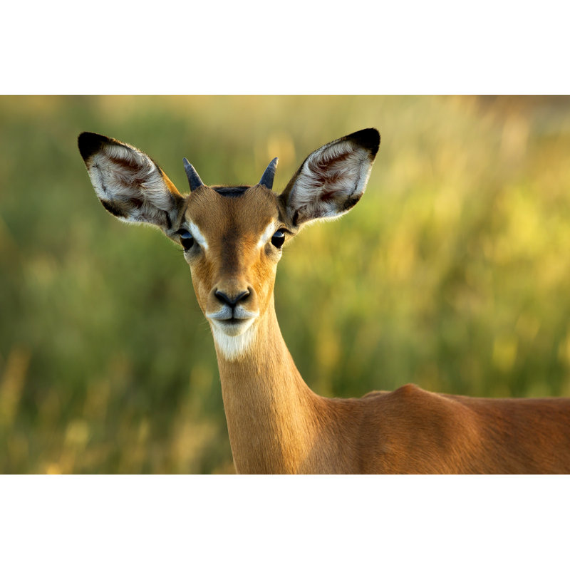 Inquisitive by LyleGregg - No Frame Art Prints on Canvas, 30cm H x 46cm W