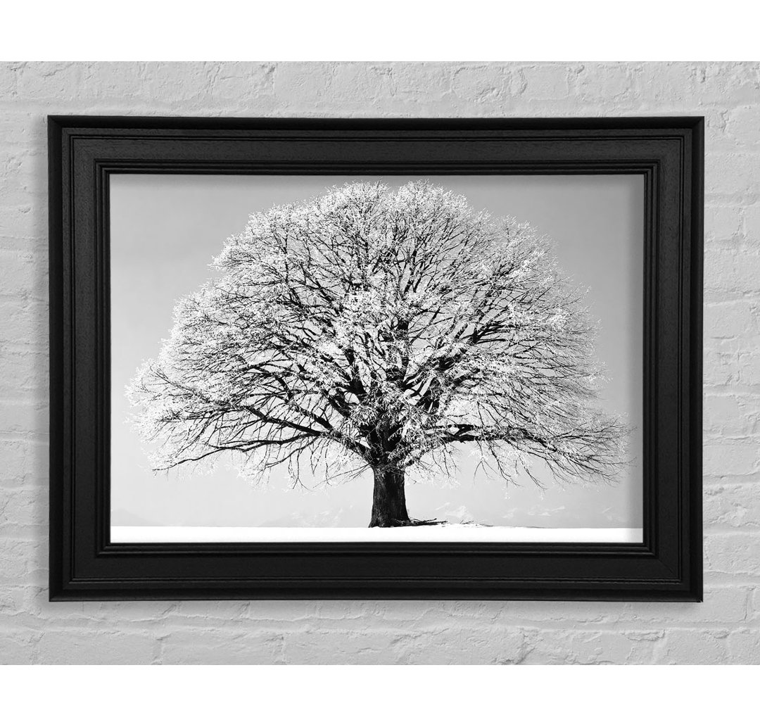 Winter Snow Tree B N W Gerahmter Druck