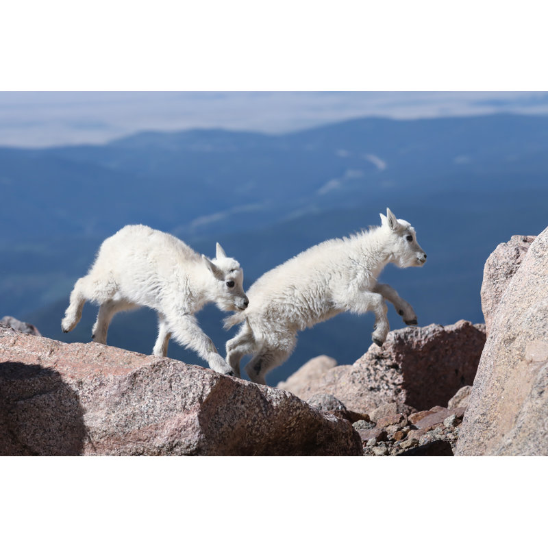Mountain Goat Kids by Wendy/Jeff Sparks/Torquemada - Wrapped Canvas Print, 81cm H x 122cm W