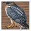  Tapis lavable et tranchant à motif d'oiseaux Hawk-454424517