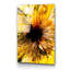 Boze Print on Glass