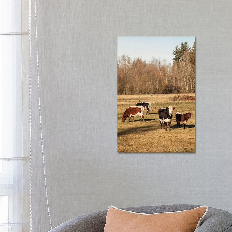 Pinzgauer Beef Cattle Grazing in a Pasture II, Issaquah, Washington, USA 1 Piece Wrapped Canvas Wall Art