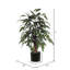 Ficus au sol en pot