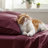 Bedsure Polyester Microfiber Sheet Set Hotel Luxury Sheets, Easy Care Cooling Bed Sheet Set 84GSM(65" x 99")GentleSoft™️-113212601-113212599