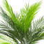 Akeyah Faux Palm Plant in Fiberstone Pot