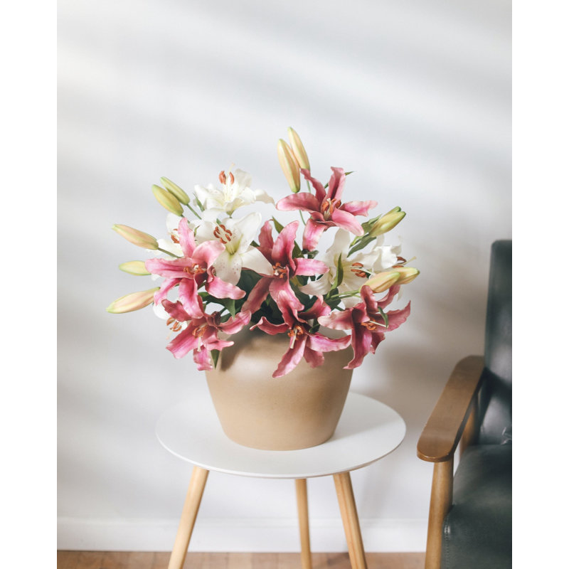 Lys Stargazer blanc 29 po, White, 29" H x 8" W