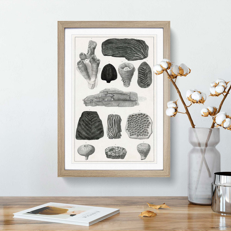 Collection of Fossils by Oliver Goldsmith - Framed Print, Oak Framed, 36cm H x 27cm W x 2cm D