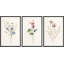 "Minimal Botanical" Pastel Wild Flower Daisy Variétés-91875093-91875092