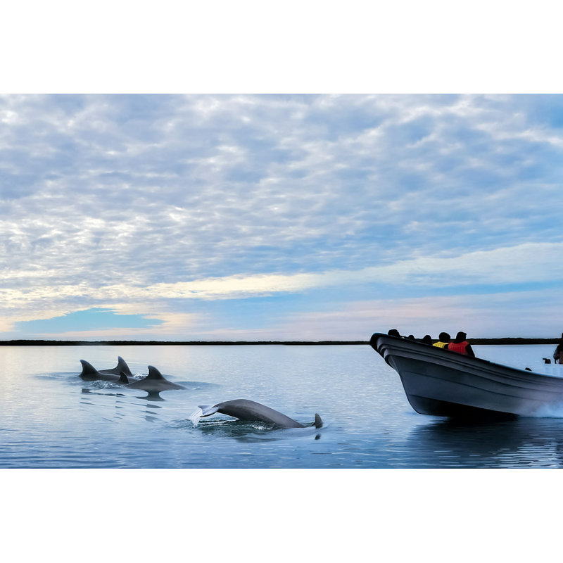 «Matherville Dolphins And Boat» par Delbars - Photographie sur toile tendue, H 8 po x l 12 po