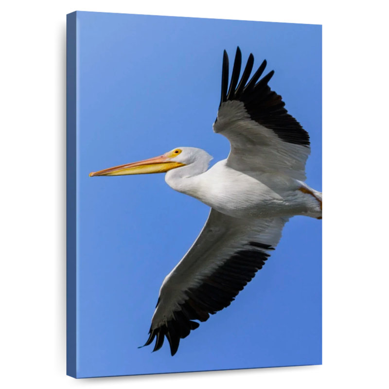Brampt Pelican In The Sky, 48" H x 32" W