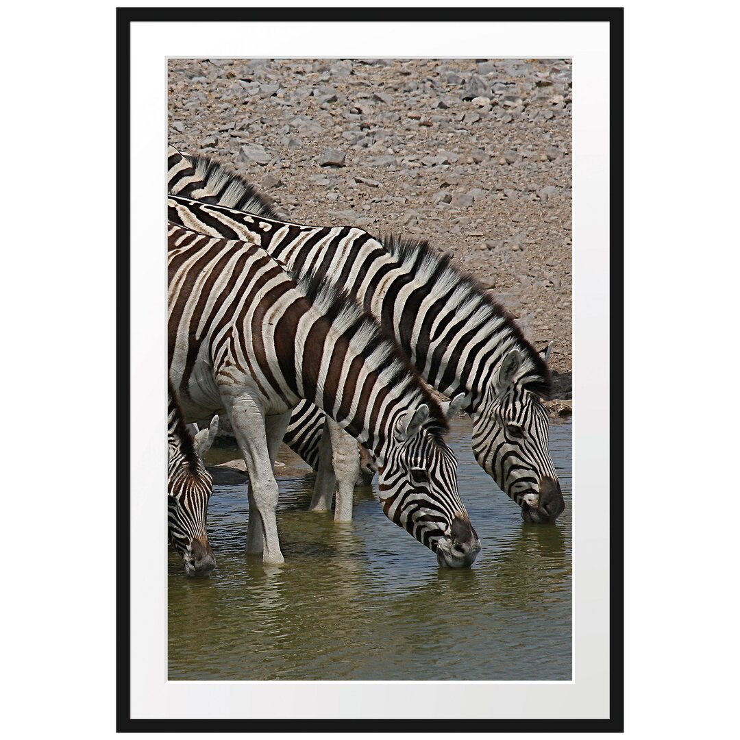 Gerahmtes Poster Zebraherde an einem Wasserloch