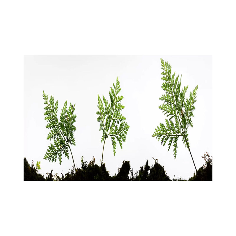 Fern Trio I by Stefan Hefele - Gallery-Wrapped Canvas Giclée on Canvas, Canvas, 20.32 cm H x 30.48 cm W