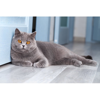 Nollaig " A Beautiful Cat " by Fotomirta