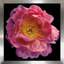 Floral majestueux II - photographie-955685977-955685969