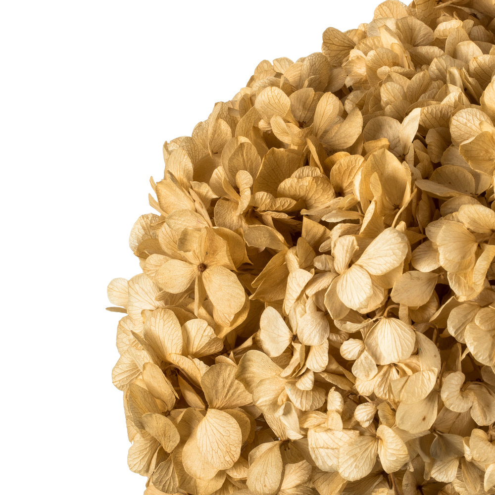 Preserved Hydrangea Stems, Ivory