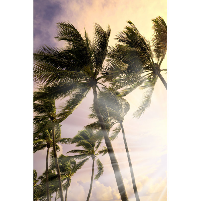Windy Storm And Waving Palm Trees by Imagedepotpro - Wrapped Canvas Print, 76cm H x 51cm W x 3.8cm D