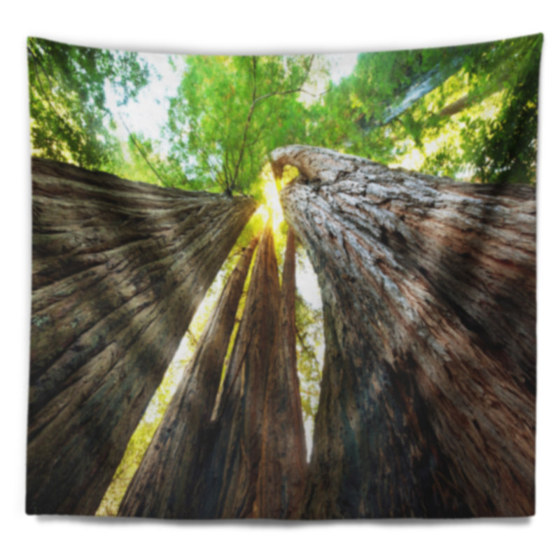 Photographie sequoia tree tapestry, H 50 po x l 60 po