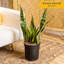 Snake Plant in Nursery Pot