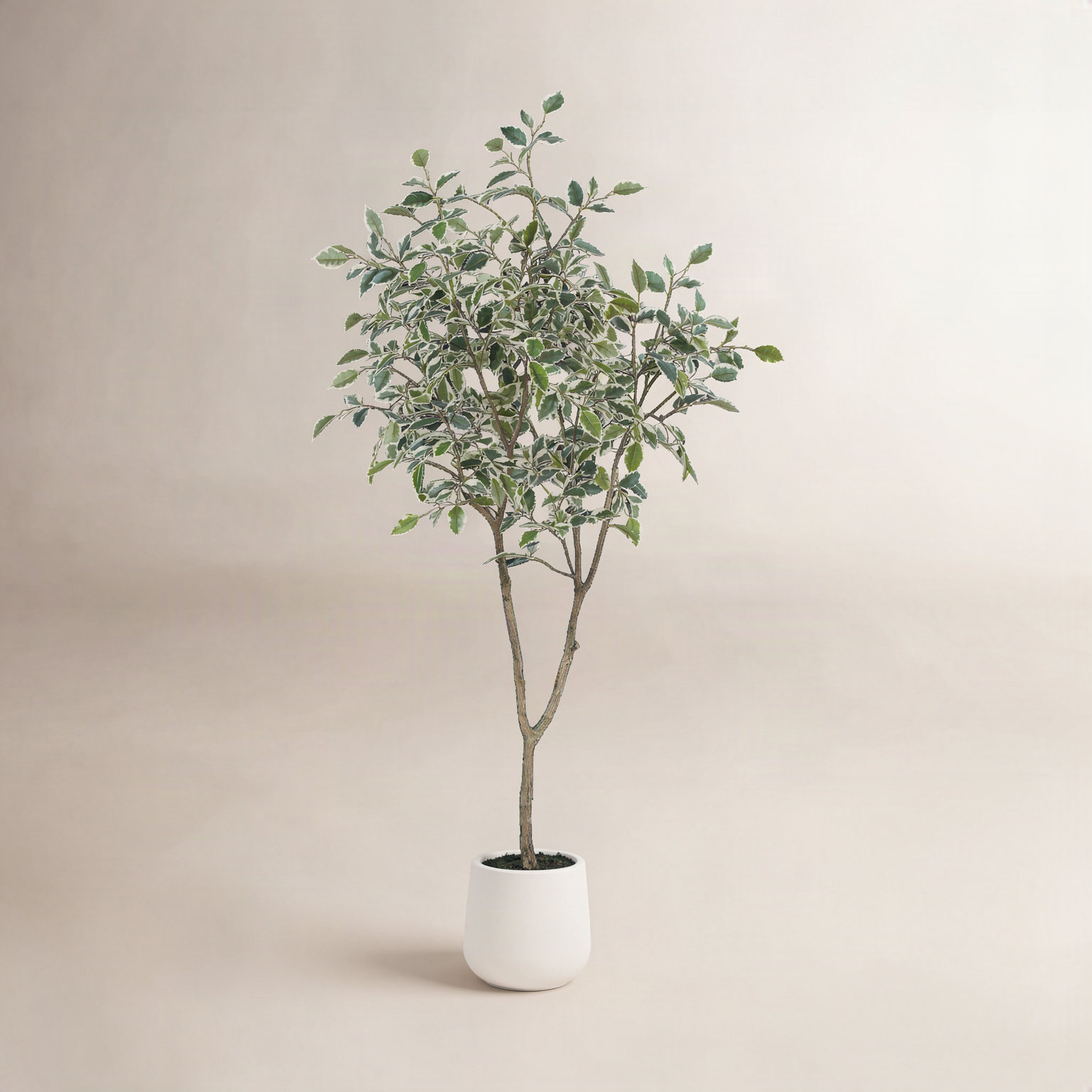 Adagio Ficus Tree in Pot, 60" H x 20" W x 20" D