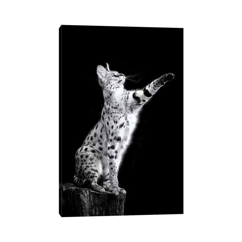 Serval by David Whelan - Wrapped Canvas Painting, 20.32 cm H x 30.48 cm W