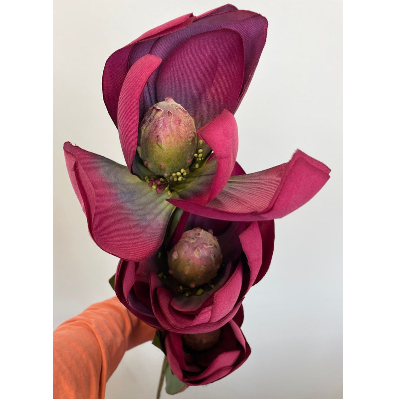 Tige de magnolia géant
