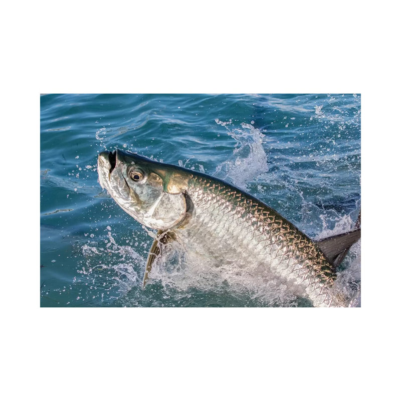 Florida Keys Tarpon by Eric Fisher - Wrapped Canvas Gallery-Wrapped Canvas Giclée, 20.32 cm H x 30.48 cm W