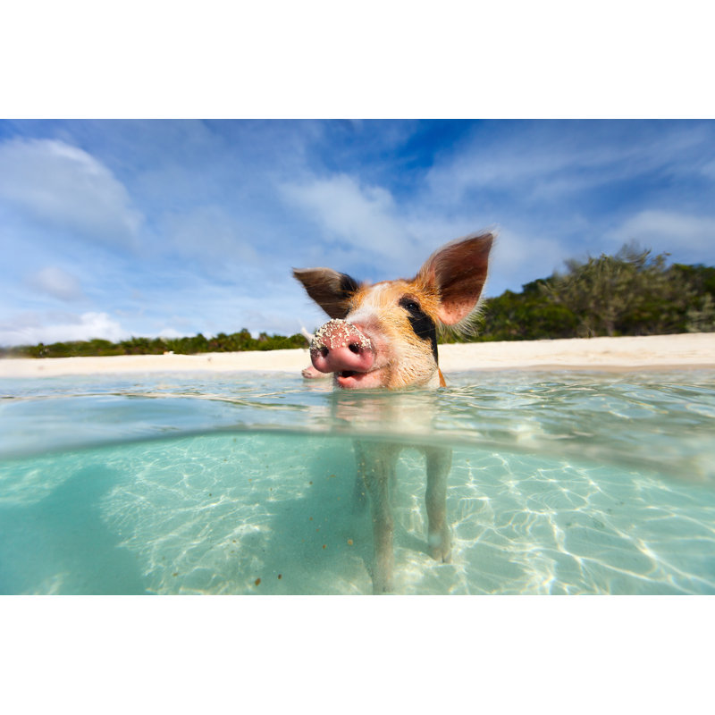 Swimming Pigs Of Exumas by Shalamov - Wrapped Canvas Print, 8"H x 12"W