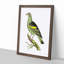 Olive-Green Pigeon by George Shaw - Framed Print-55616410-55616415