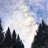 Starry Sky Forest Canvas | Bedroom Trees Wall Art Decor
