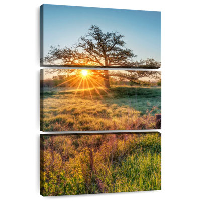 Harnek Oak Tree Sunrise