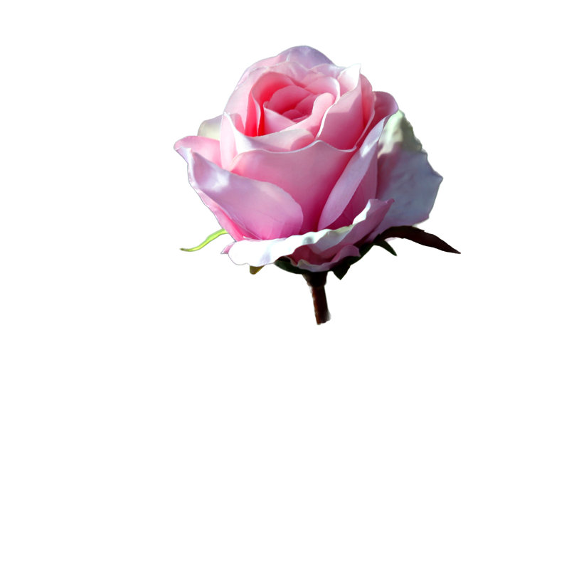 Large bud Rose, Light Pink