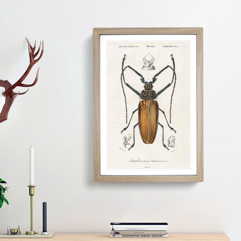 Beetle Illustration PL.11 by Charles D'Orbigny - Single Picture Frame Print, 33cm H x 24cm W x 2cm D, Oak Framed