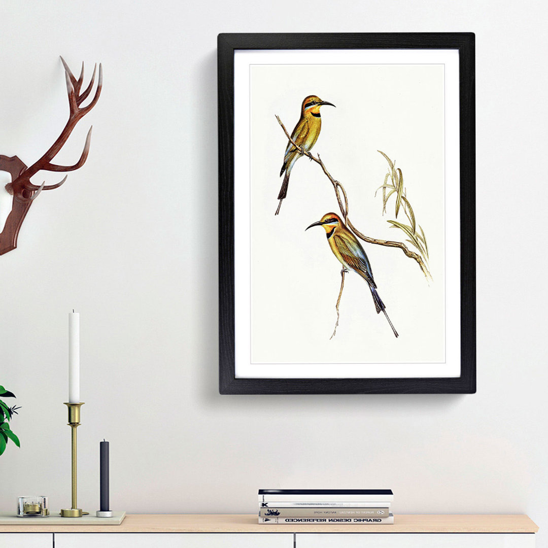 Australian Bee-Eater by Elizabeth Gould - Framed Print
