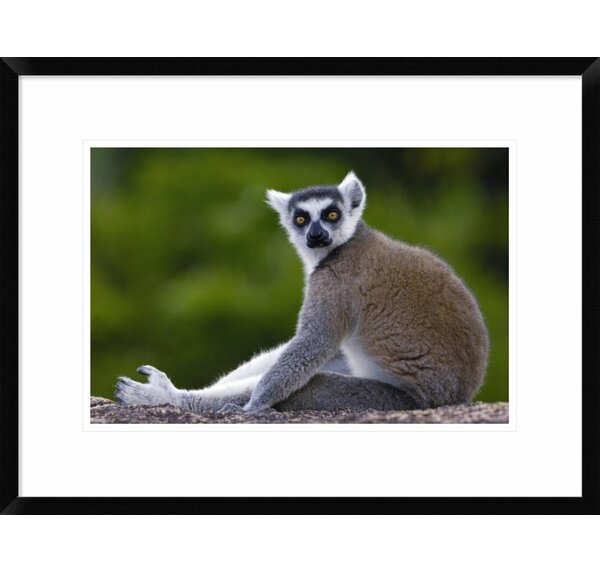 Global Gallery Ring-Tailed Lemur Portrait On Paper Print | Wayfair