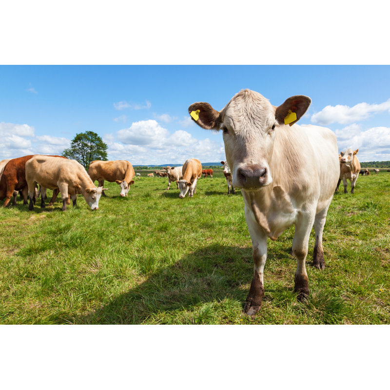 Cow In Meadow by TT - Wrapped Canvas Print, 30cm H x 46cm W