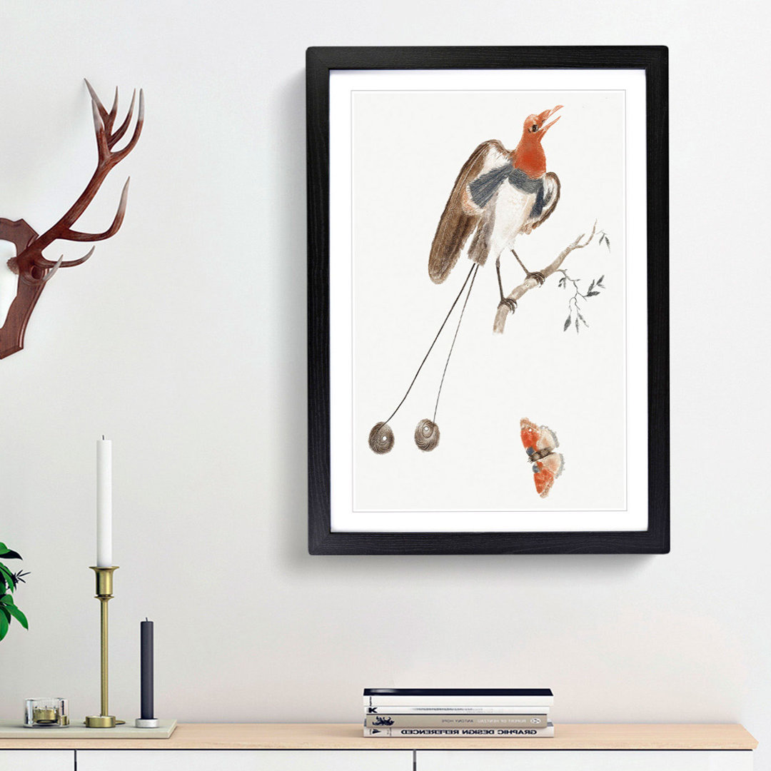 Bird of Paradise and Butterfly by Johan Teyler - Framed Print
